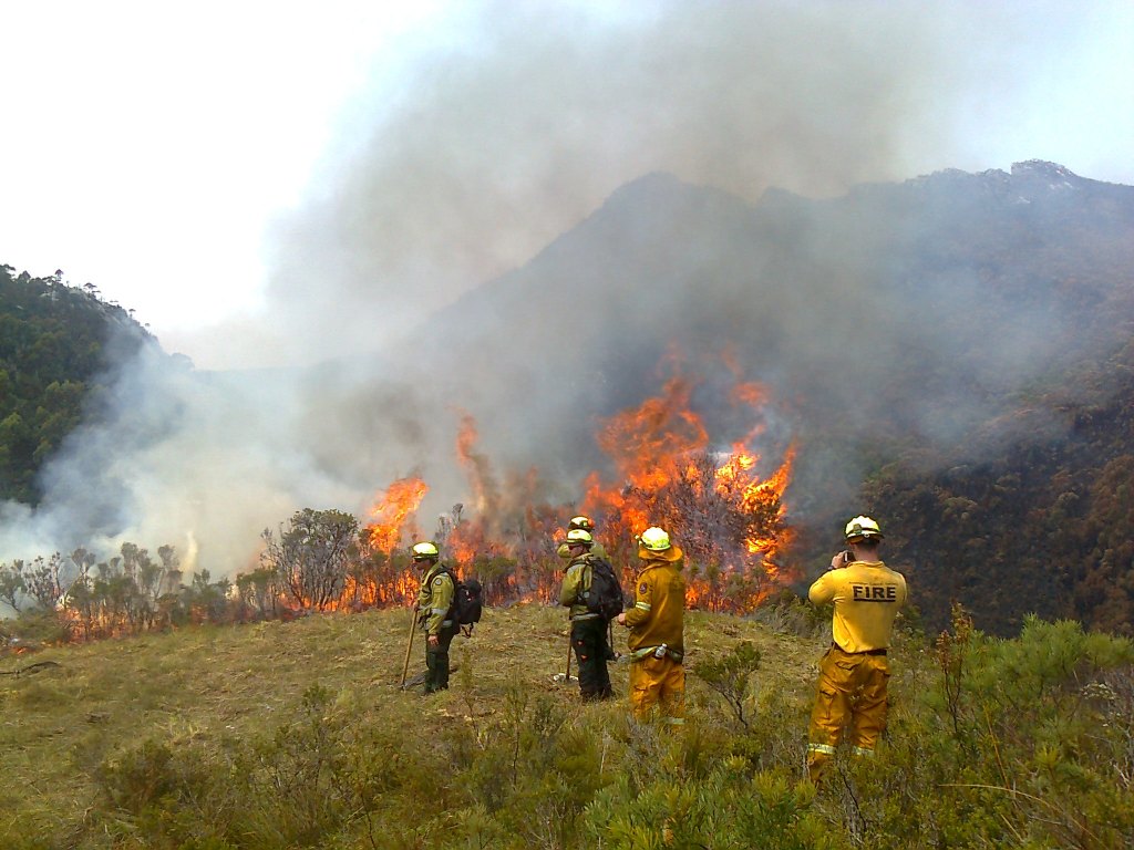 Half the Forest That Burns, on a Handful of Days: Heatwaves as the dominant forest fire driver